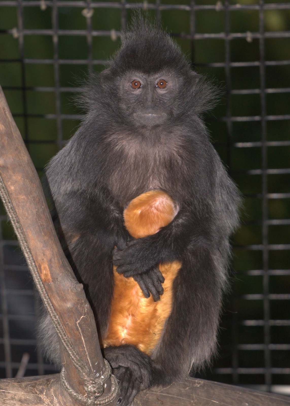 The Santa Ana Zoo at Prentice Park Stork Visits the Santa Ana Zoo!