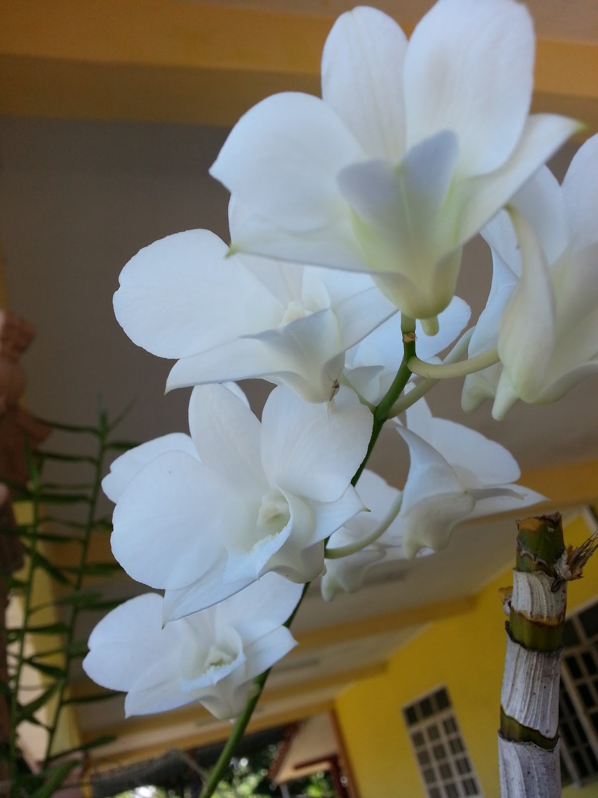 Gambar Simple Wonderful Orkid Laa Bunga Putih Panjang Umur Gambar di Rebanas - Rebanas