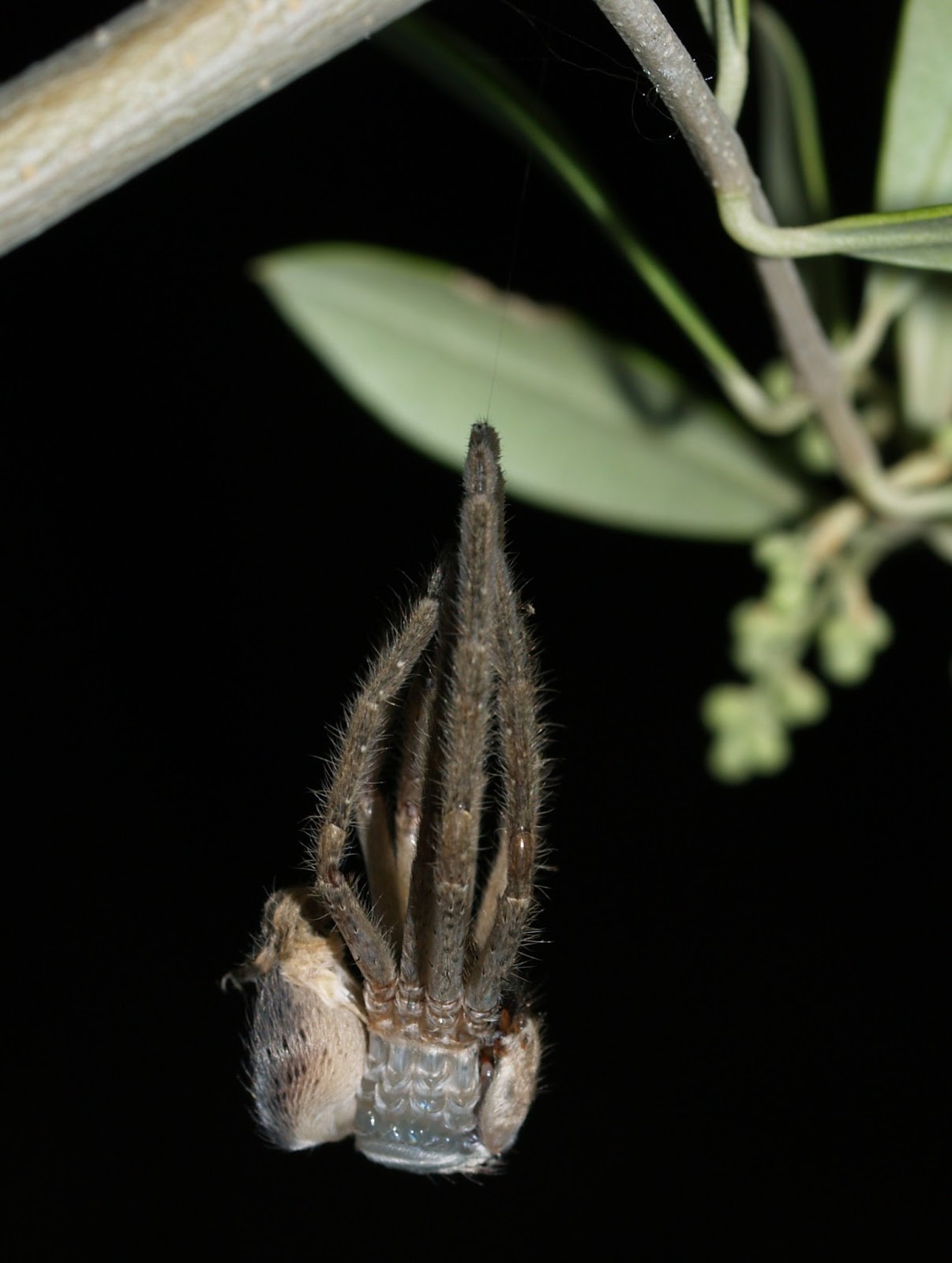 Arizona Beetles, Bugs, Birds and more A Giant Crab Spider a