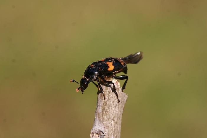 Natural Musings: Burying Beetles