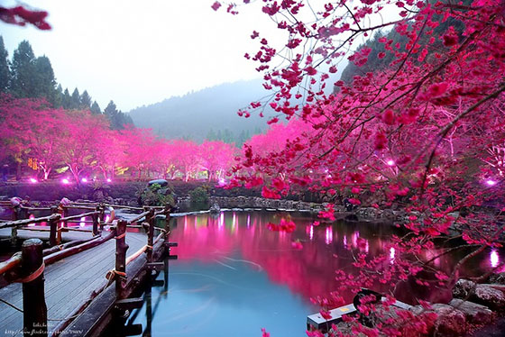 Cherry Blossom Festival, Keindahan Bunga Sakura di Amerika Cherry Blossom Festival, Keindahan Bunga Sakura di Amerika