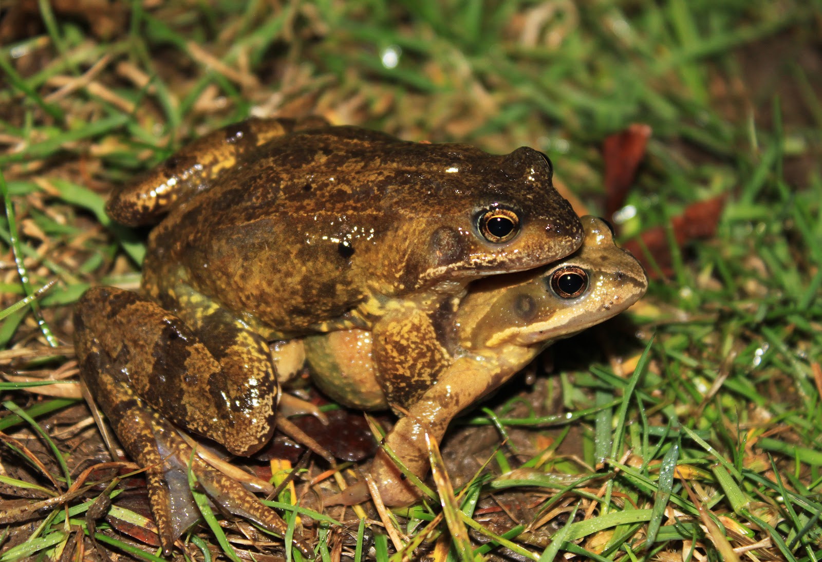 The Ginger Naturalist Toad Patrol