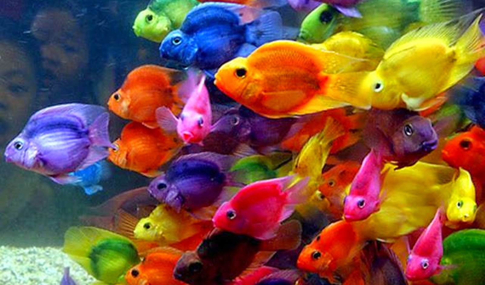 Сколько стоит аквариумная рыбка. Разноцветные рыбки. Разноцветные рыбки для аквариума. Аквариумные рыбки маленькие разноцветные. Рыбки цветные много.