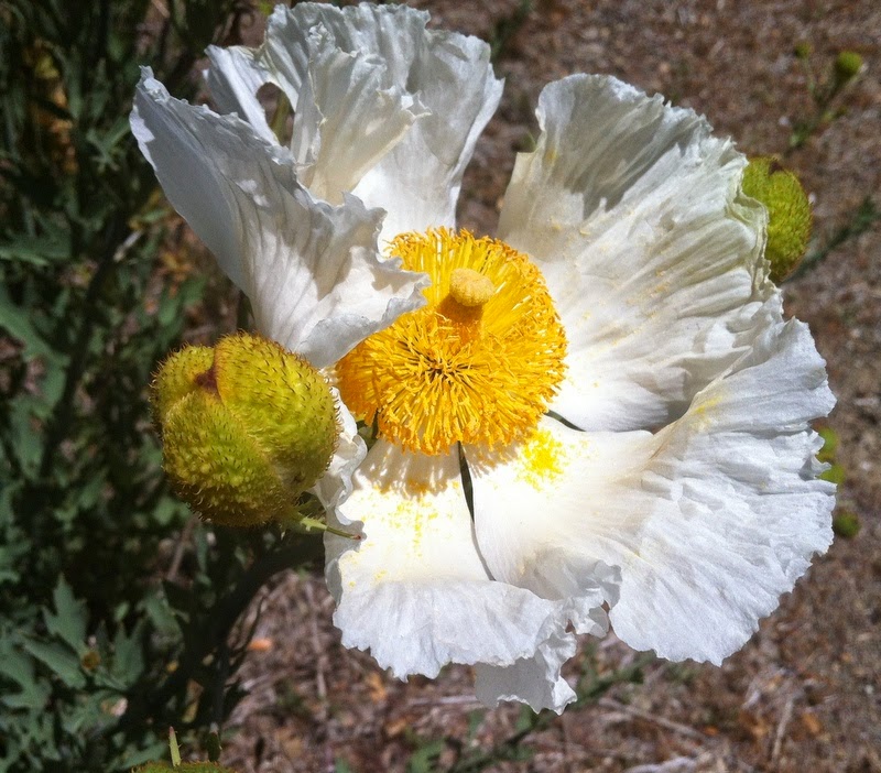 A Beader's Blog: The Matilija Poppy