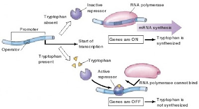 Kontrol ekspresi gen pada Bakteri, Kontrol ekspresi gen, triptofan, asam amino triptofan, sintesis asam amino triptofan