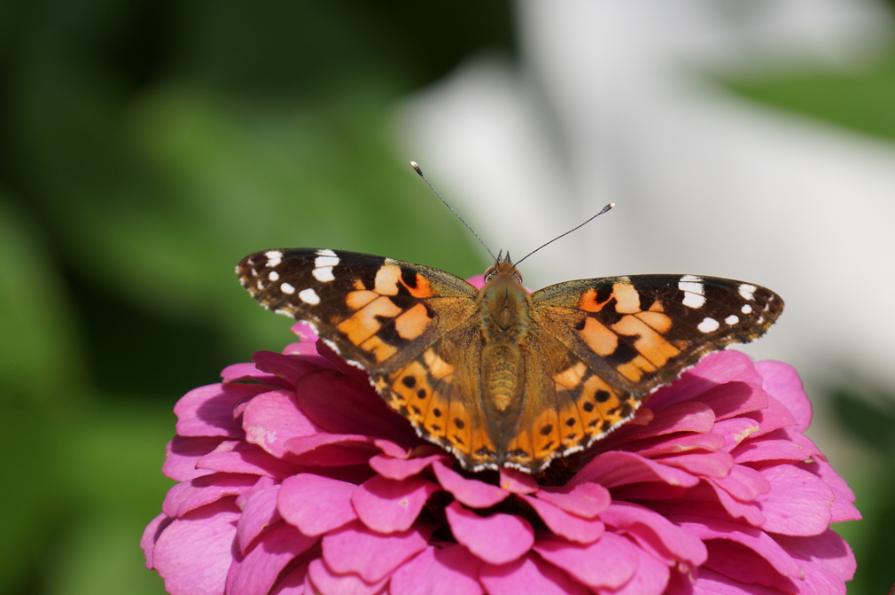 Fabol Denn Bleiben Ist Nirgends