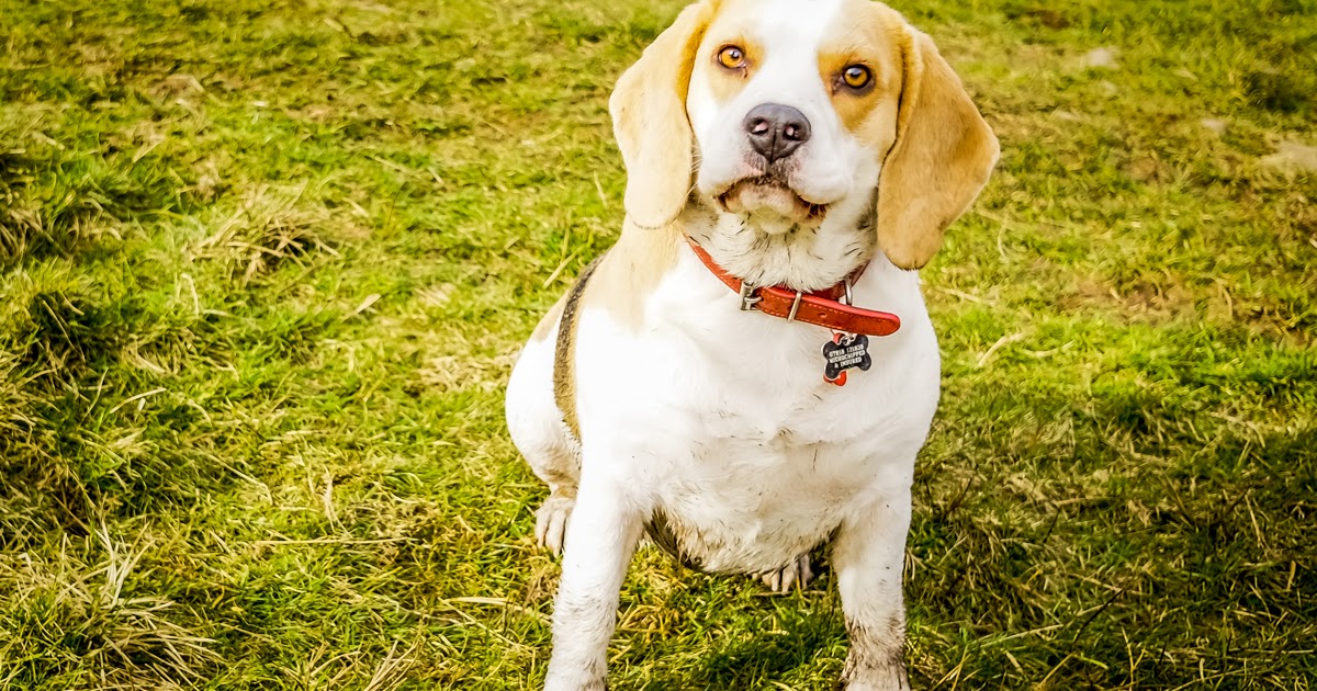 Dog Friendly Newcastle Upon Tyne Dog Friendly Newcastle Upon Tyne
