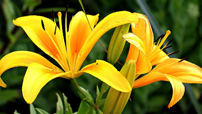 yellow lily hd wallpaper