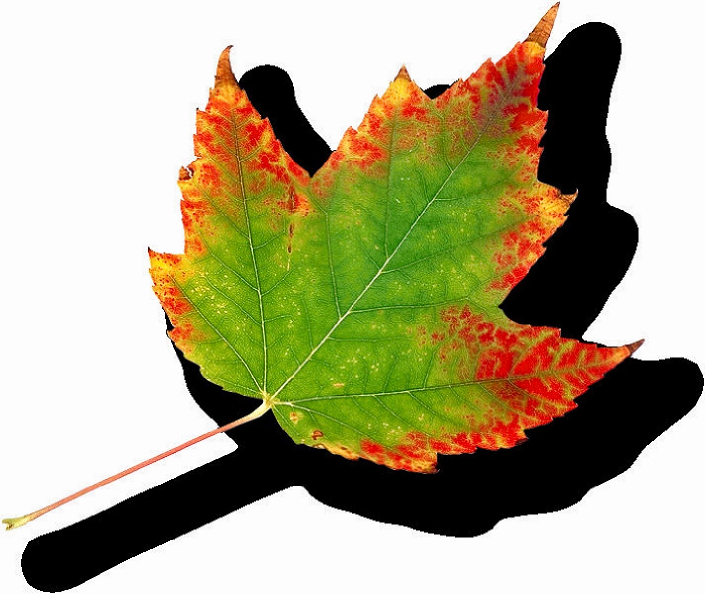 Leaves collection. Fallen Leaf студия. Collect Leafs. Autumn Leaf collection. Leaf 8 делений.