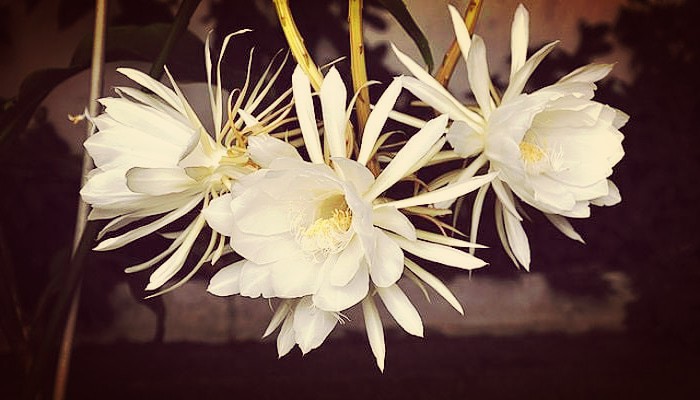 Flor dama de noche