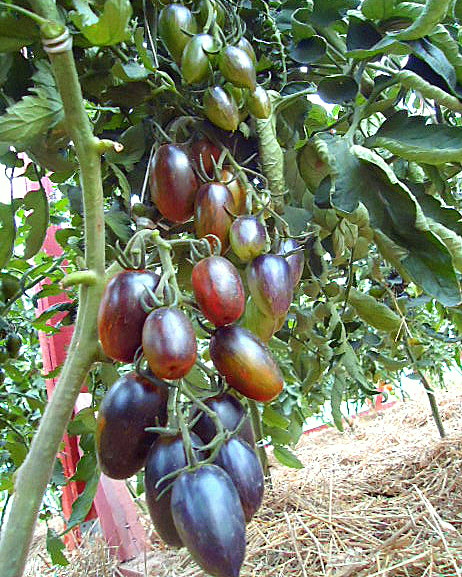 томат brad's atomic grape. томат brad's atomic grape. томат атомный виноград брэда (brads atomic grape),. семена атомный виноград брэда. атомный виноград бреда.