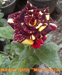  Mawar  Batik  yang Mengoda Tanaman Hidroponik dan Seputar 