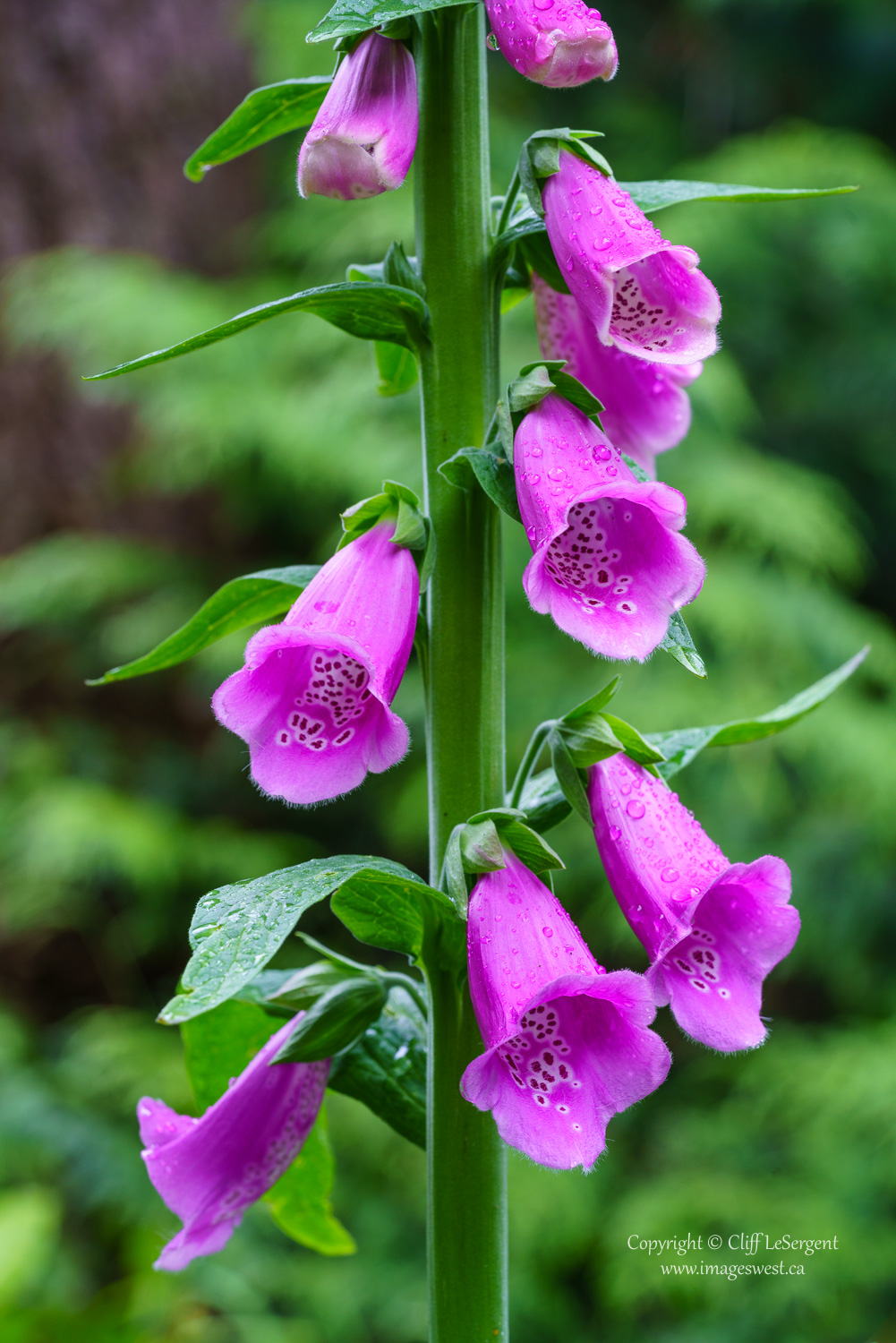 Images West Photography Common Foxglove (Digitalis purpurea)