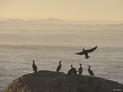peaceful birds flying away bird inspiration evening