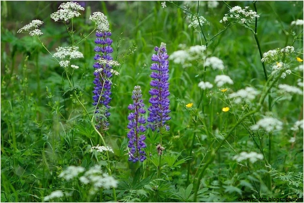 Растения Средней Полосы России Фото И Названия – Telegraph