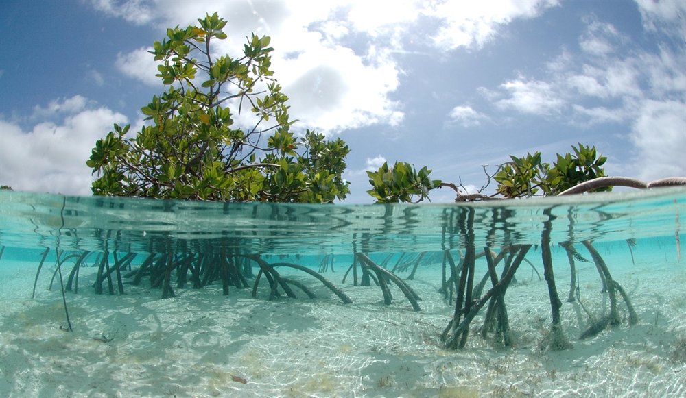 KimintekHijau.com: Peran Mangrove Dalam Mencegah Pencemaran Air
