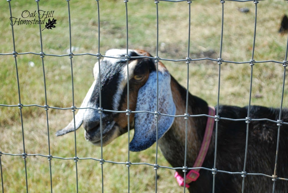 Goat Fencing Oak Hill Homestead