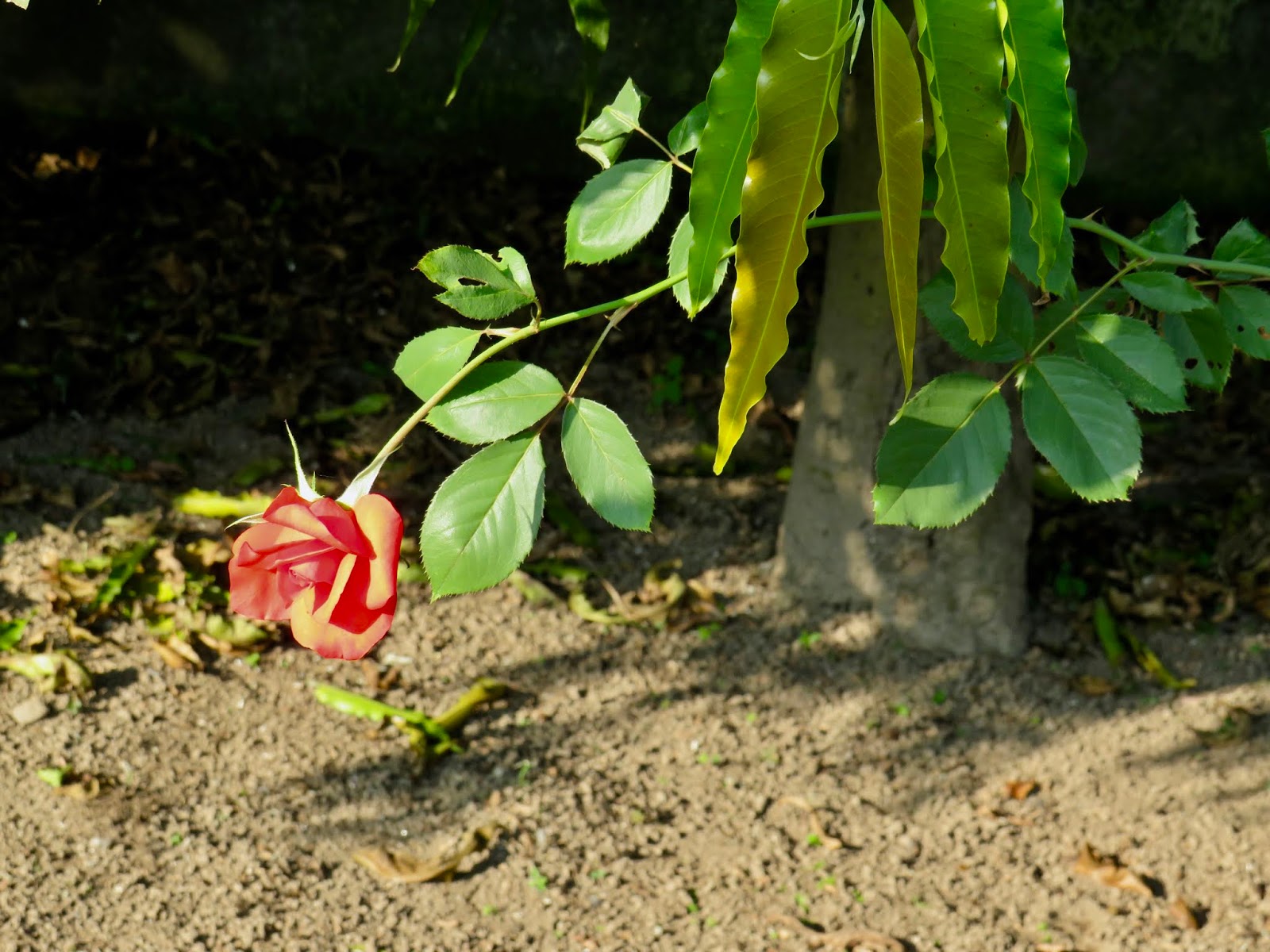 The Whimsy Bookworm A Book Blog from India Blogmas Day 16 Stop and