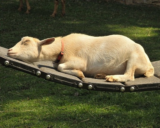 goat sounds like it has a stuffed nose goat sounds like it has a stuffed nose