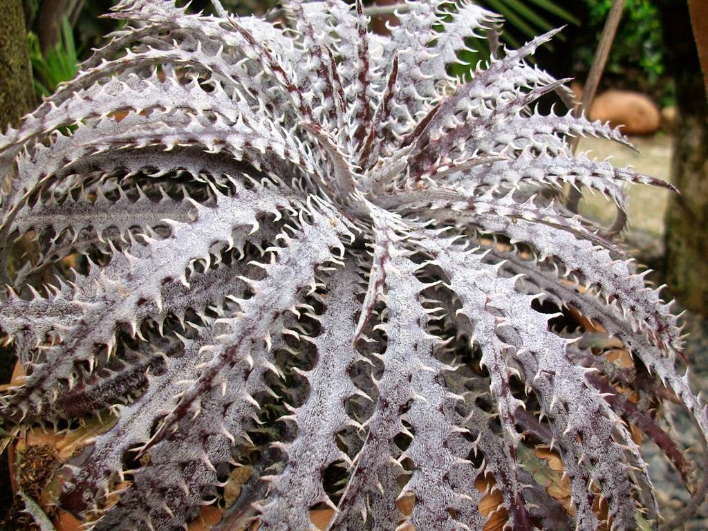 Dyckia fosteriana-fosteriana Star of Brazil