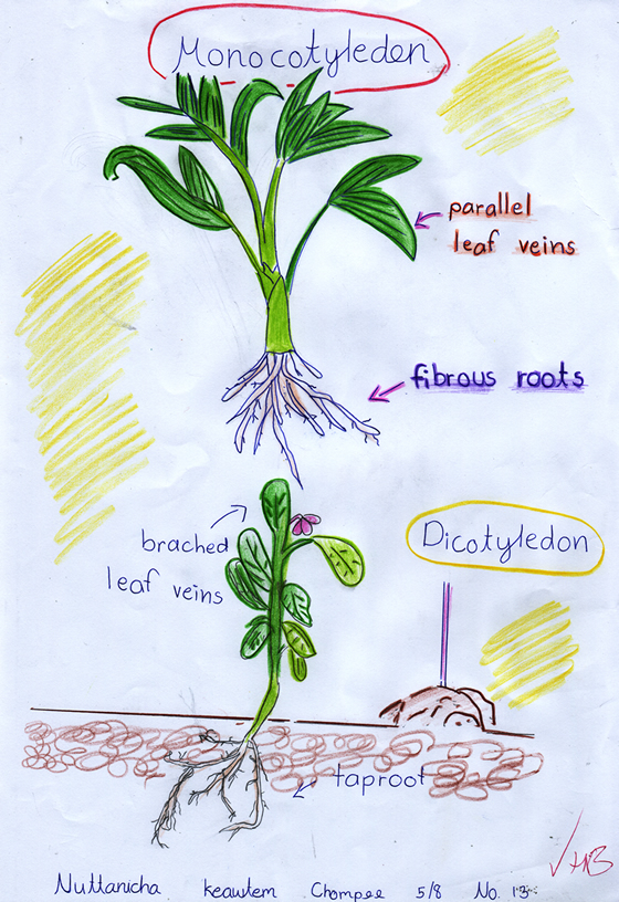 Monocot Vs Dicot Plants