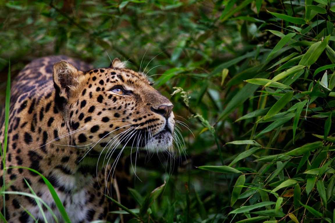 Un Mundo en Paz Animales en peligro de extinción