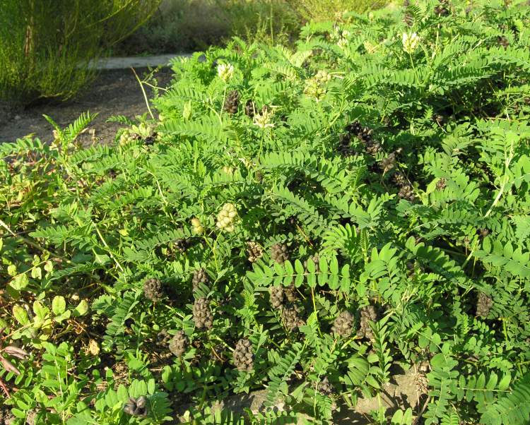 Astragalus "super herb" protects, supports immune system function War