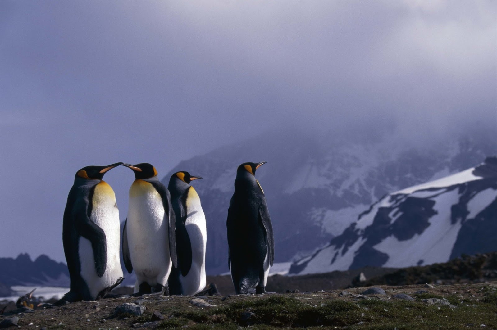 Penguin poop and its impact on ecosystem.: Penguin poop can give us a