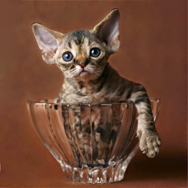 Pati Dokunuşu Devon Rex Kedileri