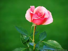  Gambar  Bunga  Mawar  Merah Kuning Putih Pink  Oranye 
