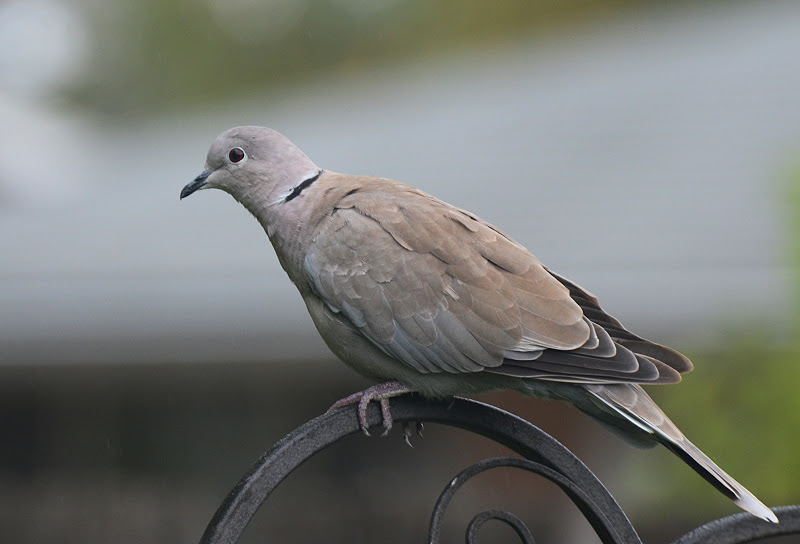 Oregon Backyard Birds, etc. Eurasian CollaredDove's Downcoat