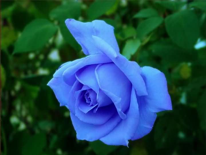 Avenger blog: Blue Rose Flower
