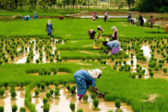 Planting HYV rice