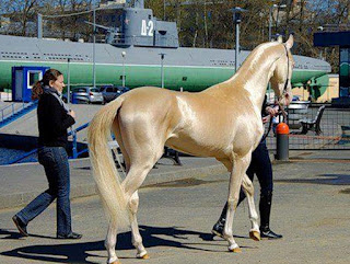 Kuda Berbulu Emas Tercantik di Seluruh Dunia