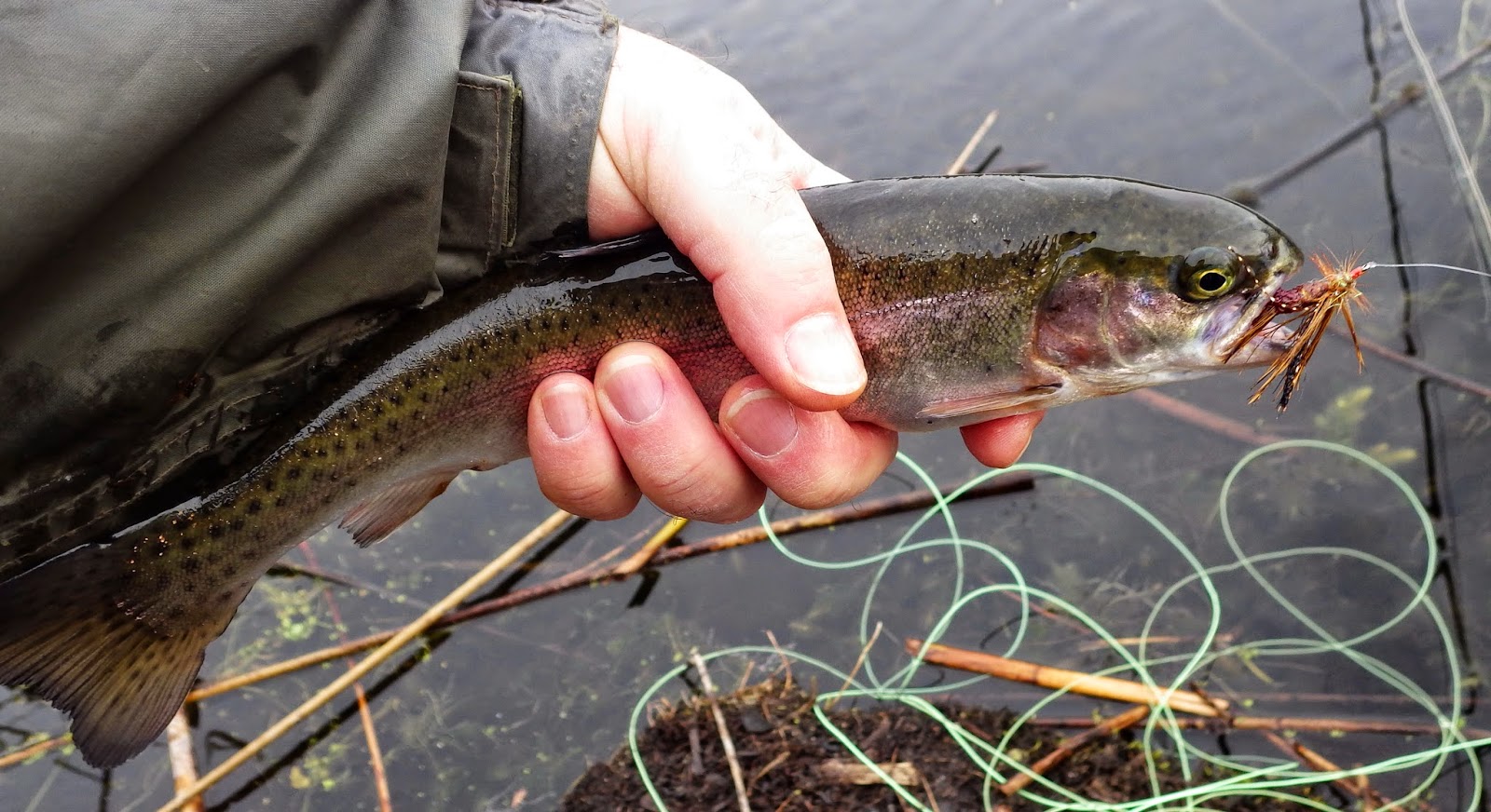 Home Waters A Fly Fishing Life Rocky Ford Creek Report The Purple Glow