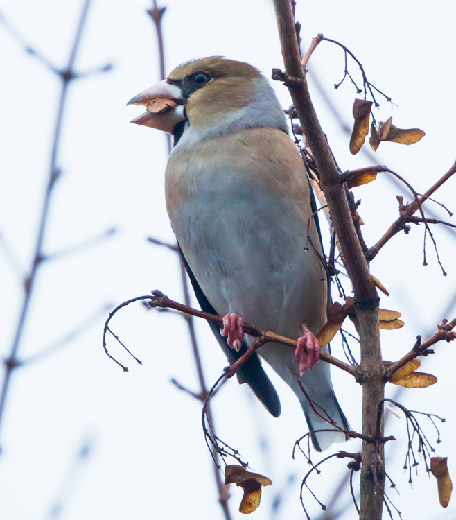 Barnsley Bird Sightings Broomhill Flash 05012018