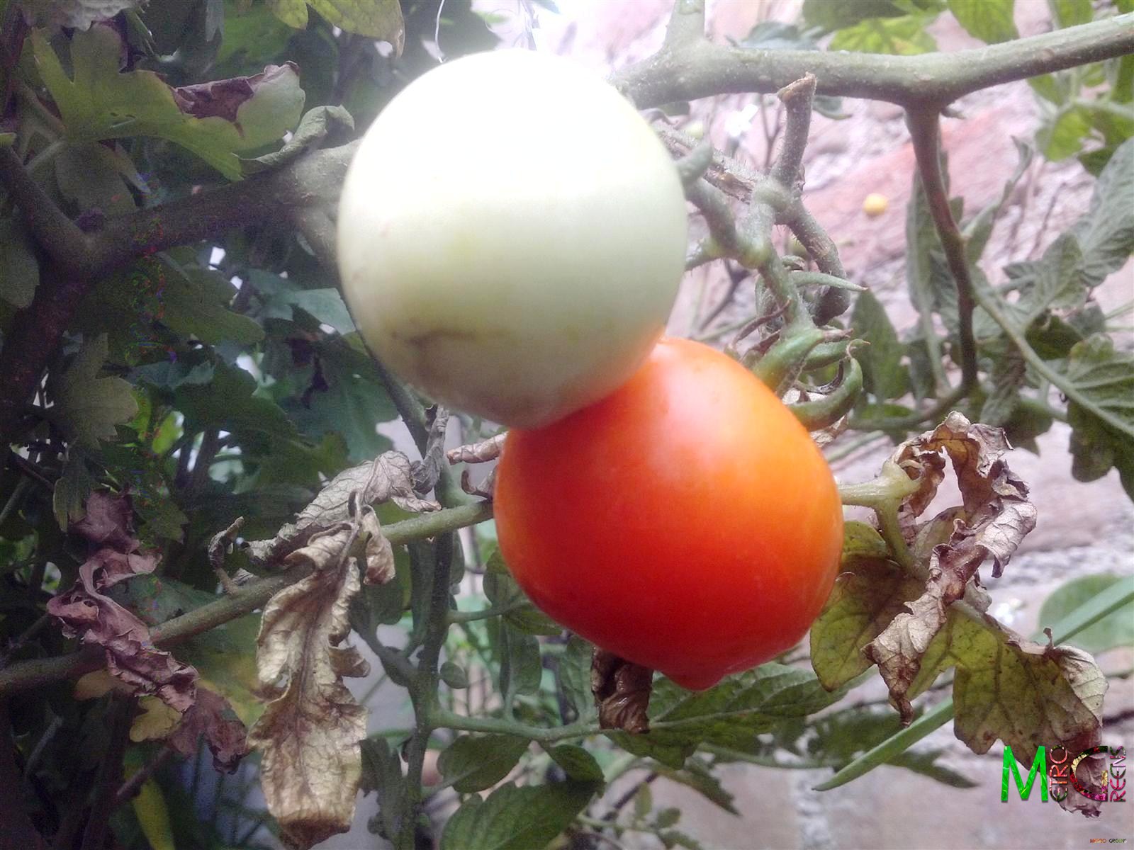 Metro Greens: Tomatoes