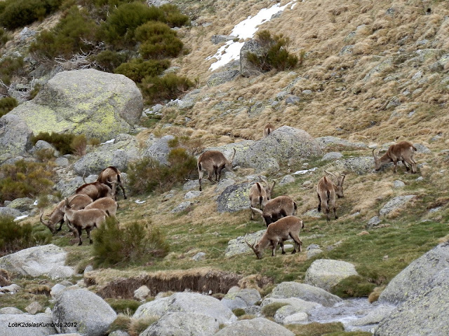 Cabras montesas en Sierra de Gredos