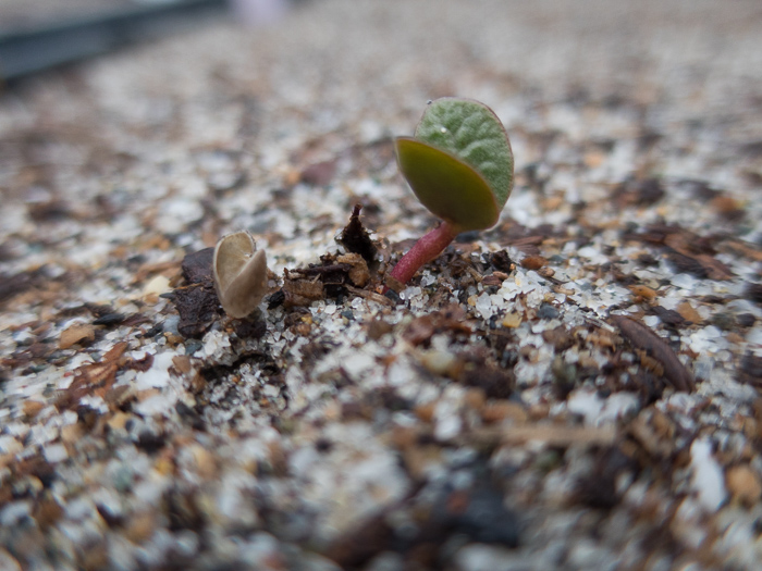 California Native Plant Seeds Propagation begins!