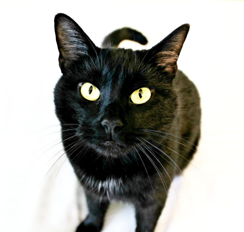 Live. Love. Craft. what makes black cats and yellow roses go together?