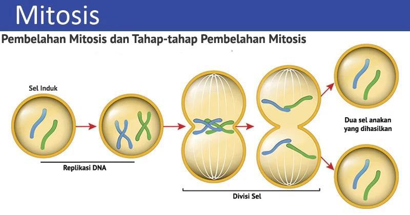 Pembelahan Mitosis Dan Tahap Tahapnya Dosenbiologi Com - Riset