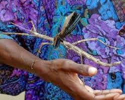 Costa Rica Insights: A Bug with a Chastity Belt? Costa Rica's Walking ...