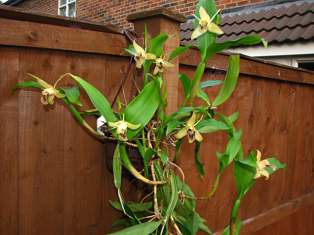 Coelogyne Ovalis Orchid Plant Care And Culture Travaldo S Blog