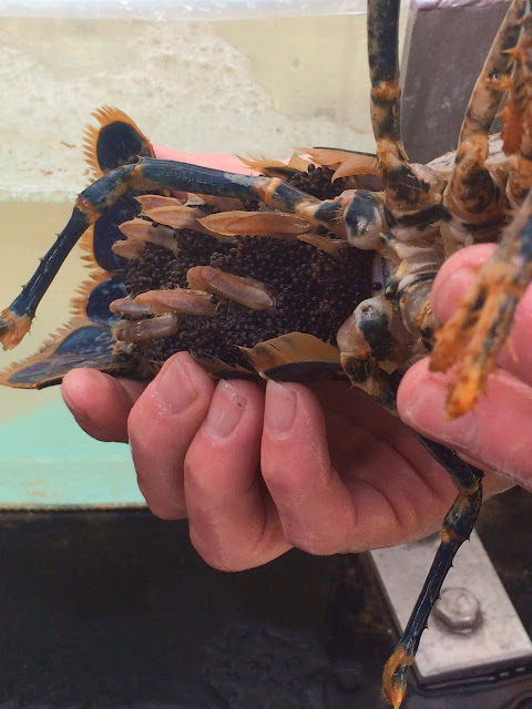 Female lobster carrying eggs