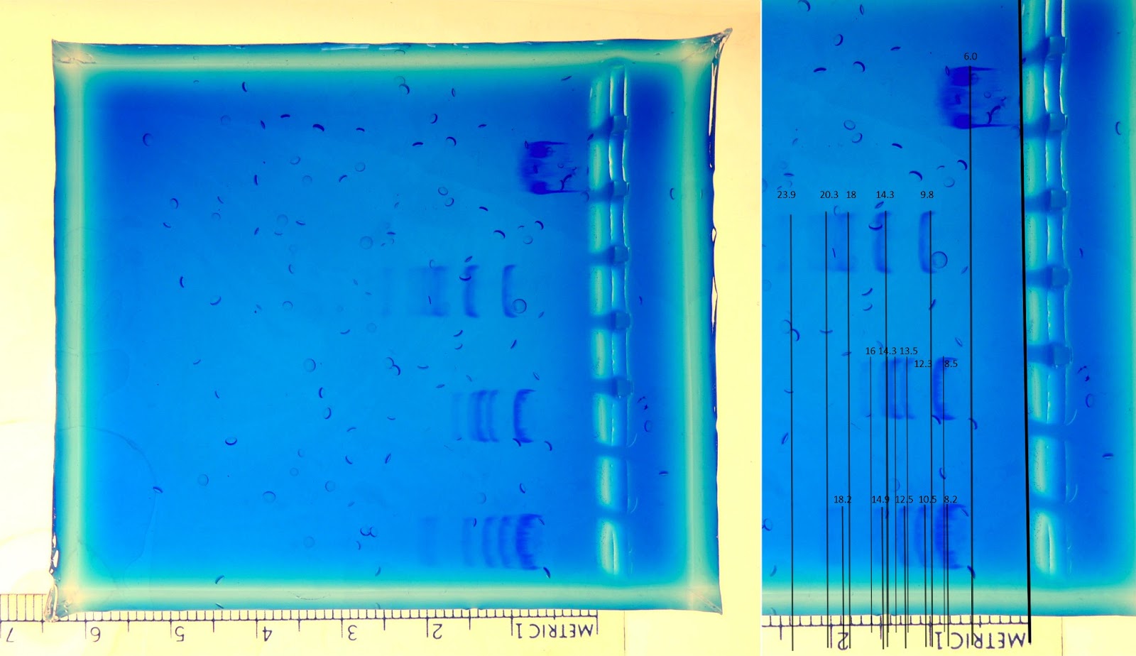 Biology Blog Analysis of Lambda DNA by Gel Electrophoresis