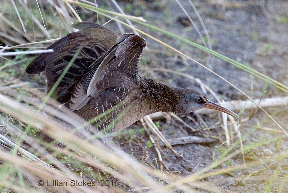 STOKES BIRDING BLOG Rails in Bailey Tract, Sanibel, FL