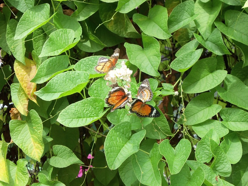 Pemandangan di Taman Rama-Rama