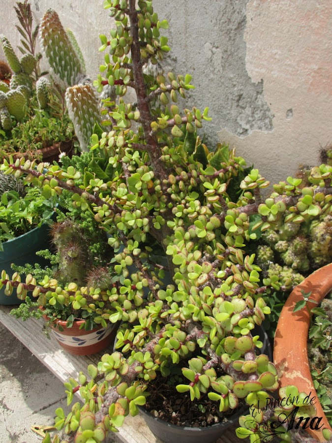 Mis cactus y suculentas