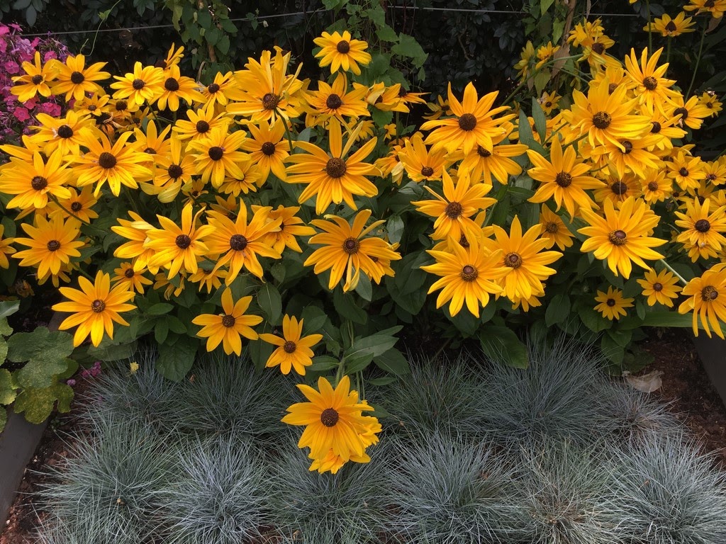 Featured image of post Imagens De Flores Margaridas Amarelas Existem de muit ssimas cores e hoje vais descobrir muitas delas