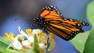In the USA, butterflies of the species Danaid monarch disappear Planet-today.com